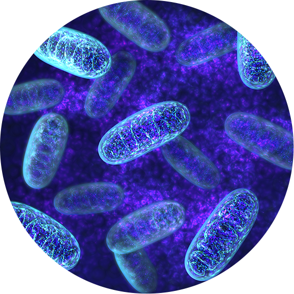 Oxaloacetate Benefits Discovered